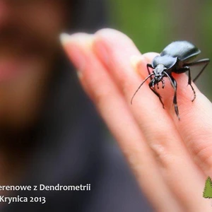 Ćwiczenia terenowe z Dendrometrii