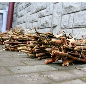 Ćwiczenia terenowe z Dendrometrii