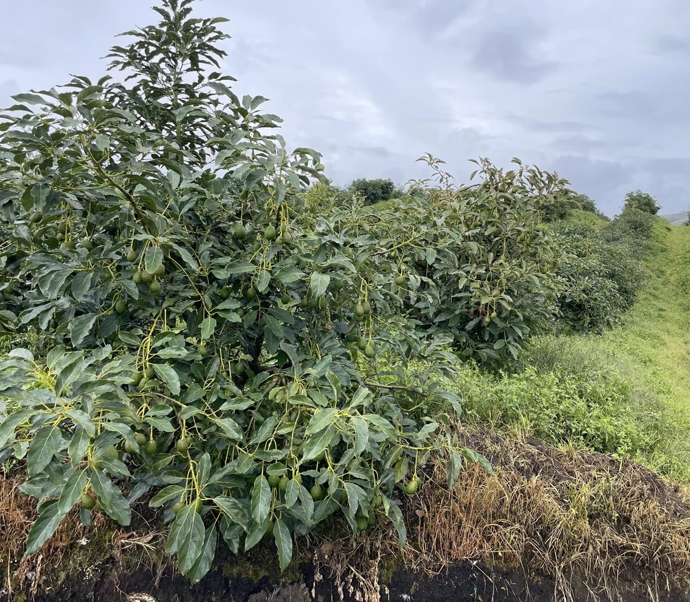 Młoda plantacja awokado w Urrao