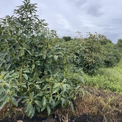 Młoda plantacja awokado w Urrao