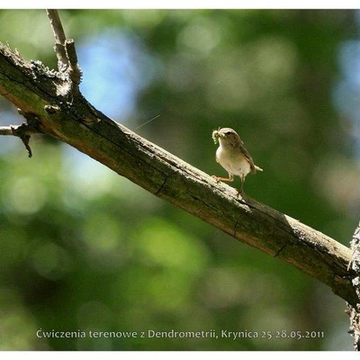 Ćwiczenia terenowe z Dendrometrii