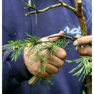 Ćwiczenia terenowe z Dendrometrii