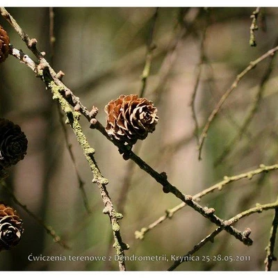 Ćwiczenia terenowe z Dendrometrii