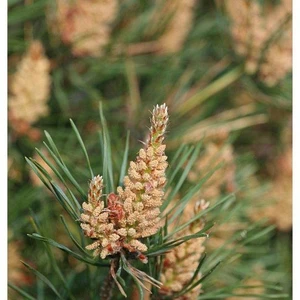 Ćwiczenia terenowe z Dendrometrii