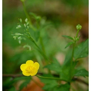 Ćwiczenia terenowe z Dendrometrii