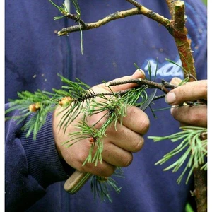 Ćwiczenia terenowe z Dendrometrii