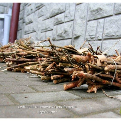 Ćwiczenia terenowe z Dendrometrii