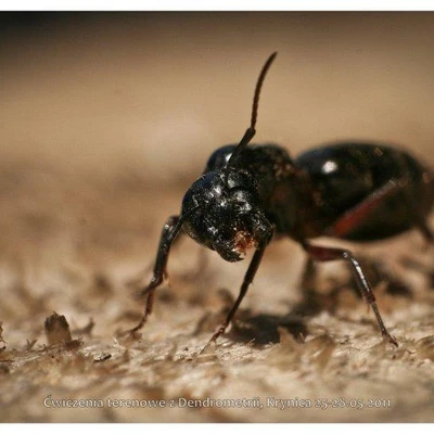 Ćwiczenia terenowe z Dendrometrii