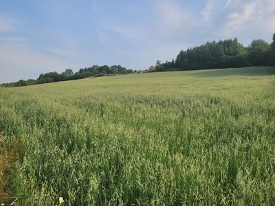 Zdjęcie łąki