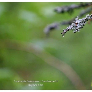 Ćwiczenia terenowe z Dendrometrii