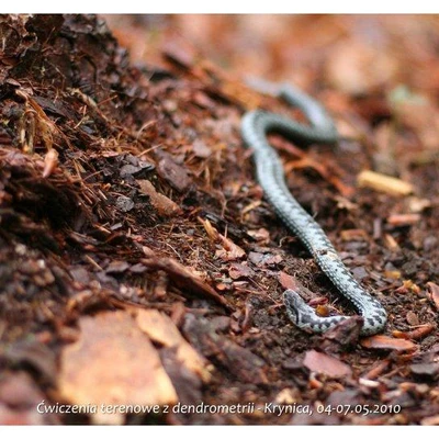 Ćwiczenia terenowe z Dendrometrii