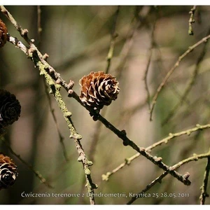 Ćwiczenia terenowe z Dendrometrii